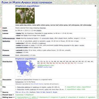 Eriophorum angustifolium - Wikipedia