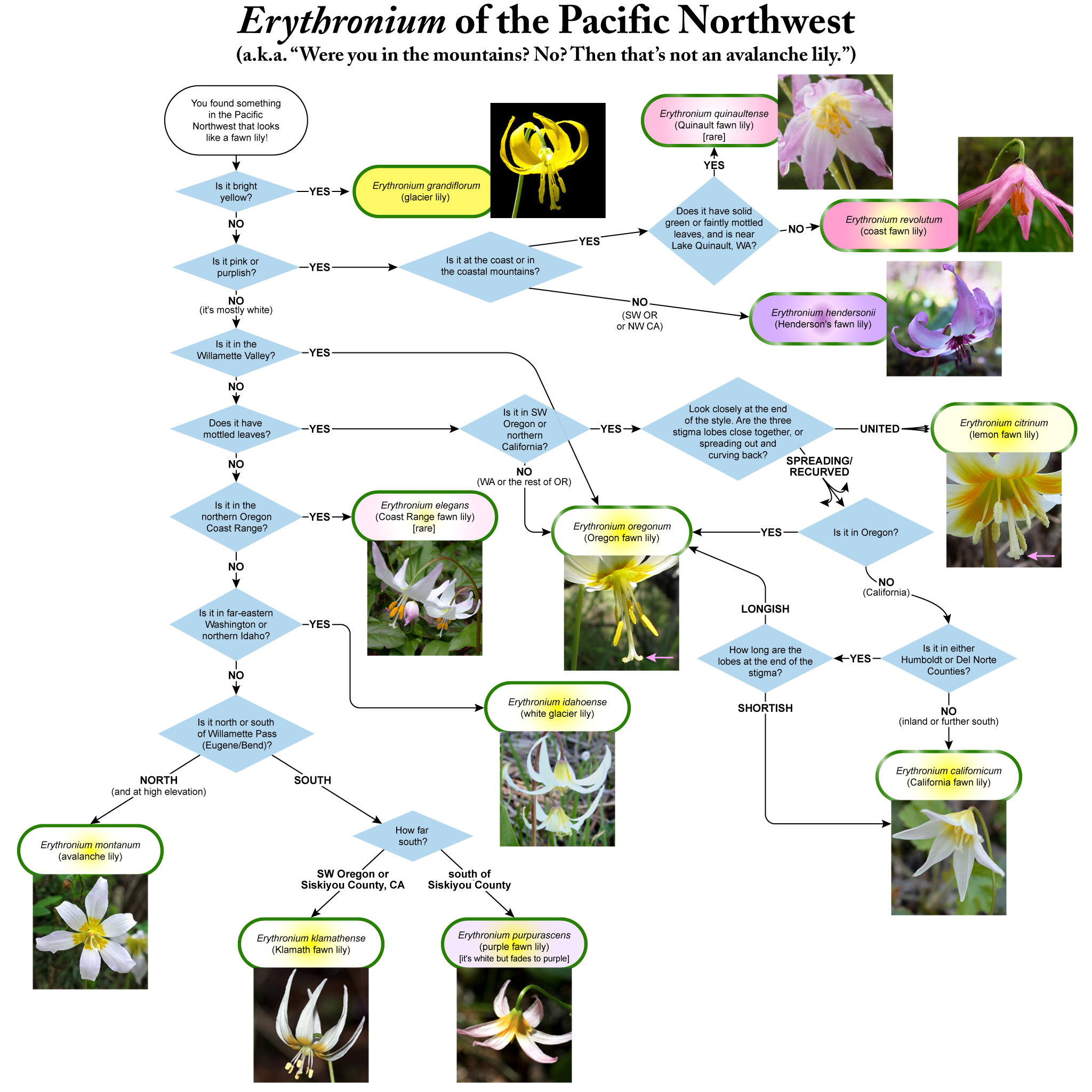 Erythronium of the Pacific Northwest