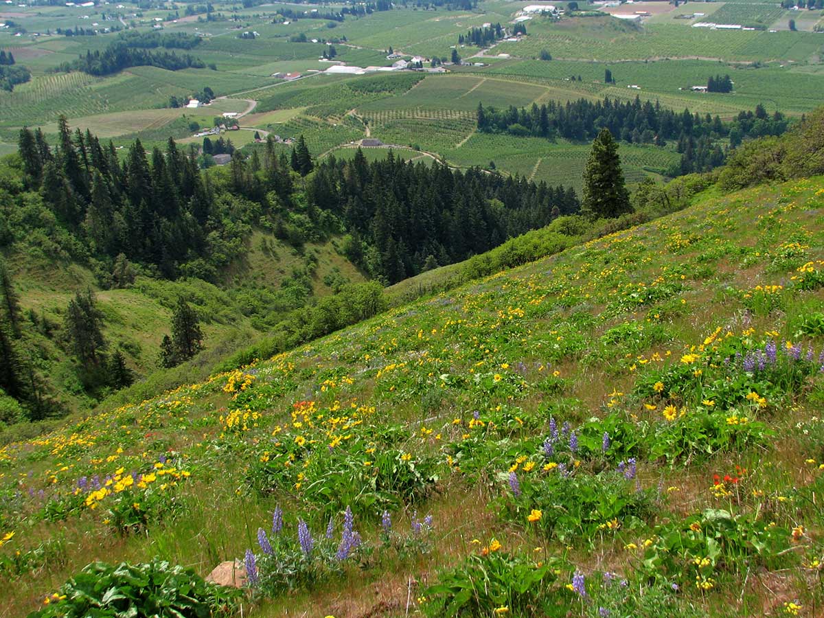 Northwest Wildflowers Hood River Mountain, Oregon