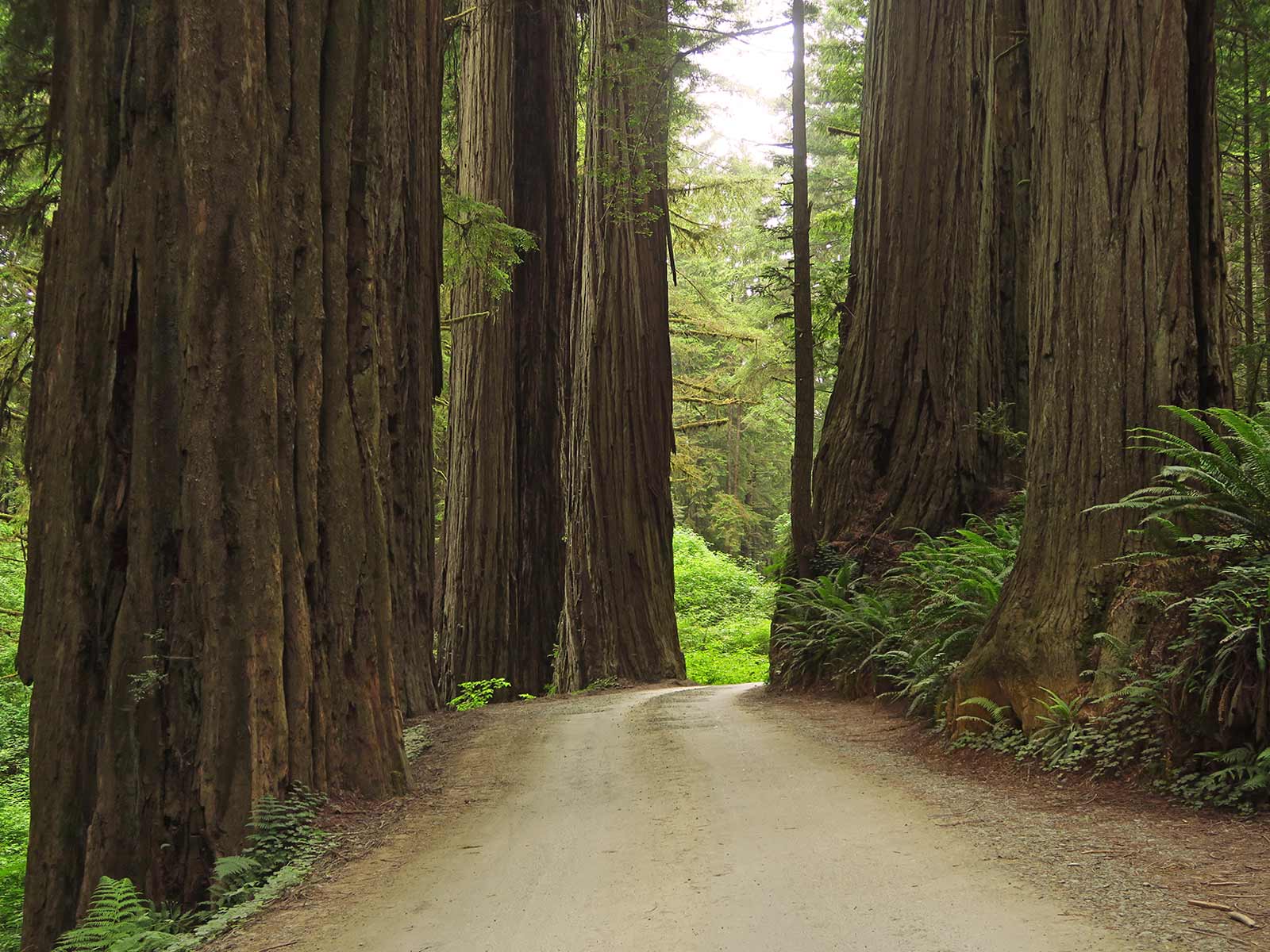 Jedediah smith redwoods state park hikes best sale