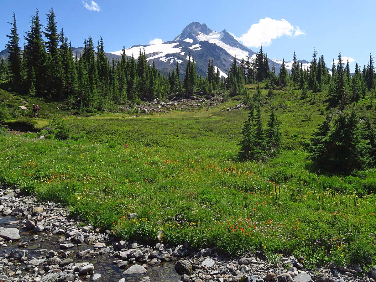 Jefferson Park Oregon Northwest Wildflowers