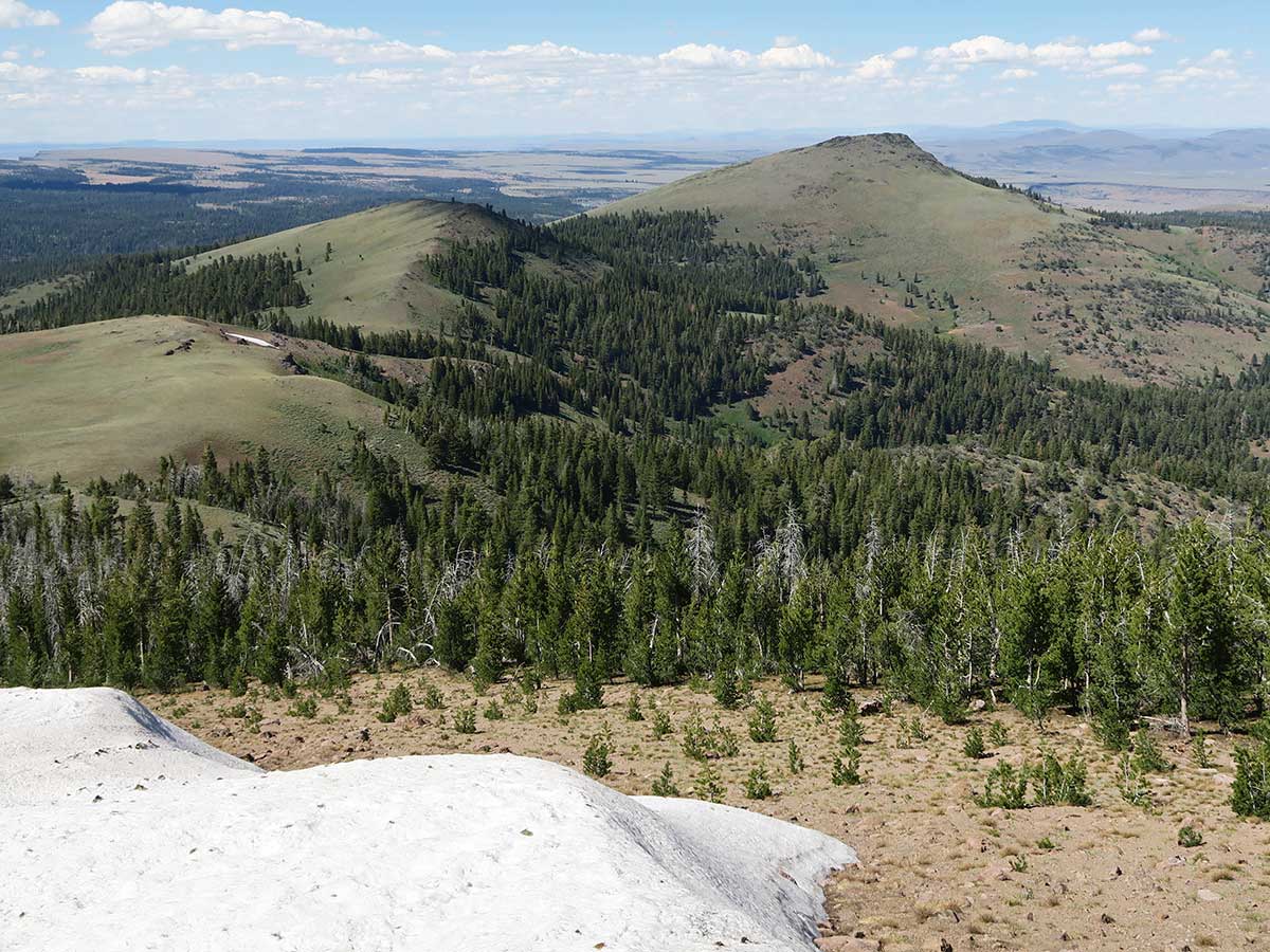 Northwest Wildflowers: North Warner Mountains, Oregon