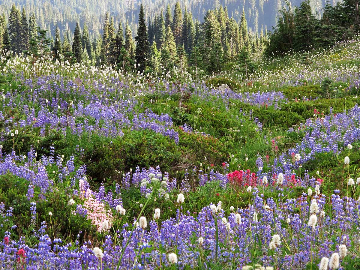 Paradise Mt Rainier Washington Northwest Wildflowers