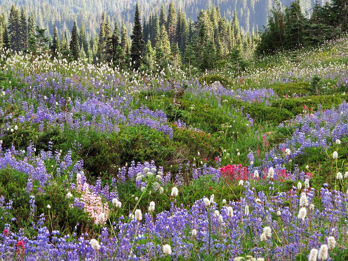 Forest Wildflowers - White - Mount Rainier National Park (U.S.