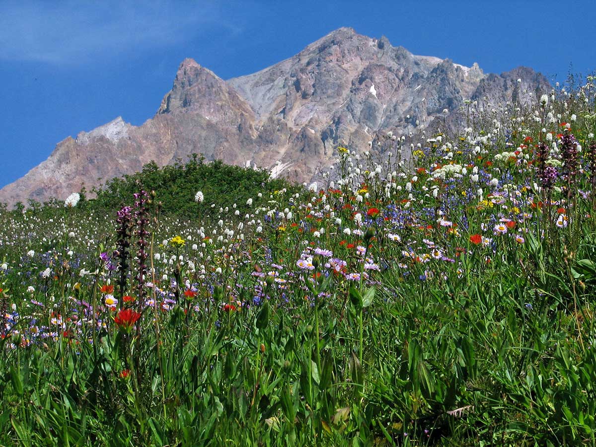 Paradise Park Mt. Hood Oregon Northwest Wildflowers