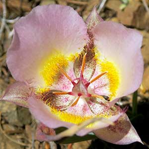 Calochortus persistens