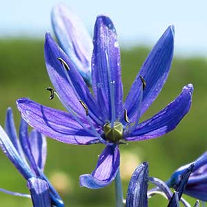 Camassia quamash