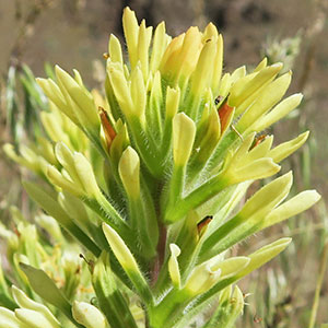 Castilleja angustifolia var. flavescens