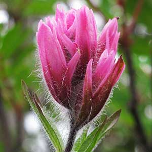 Castilleja parviflora var. olympica