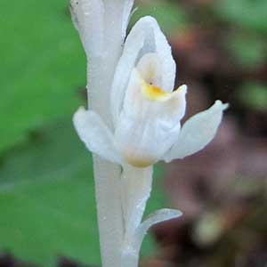 Cephalanthera austiniae