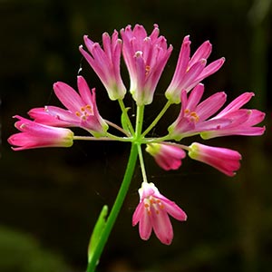 Clintonia andrewsiana