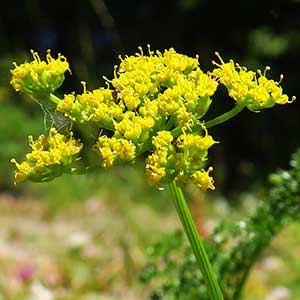 Cymopterus terebinthinus