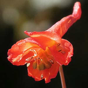 Delphinium nudicaule