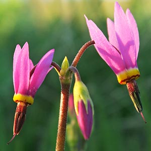 Dodecatheon poeticum