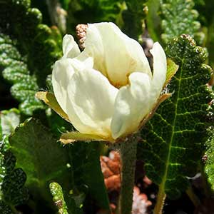 Dryas hookeriana