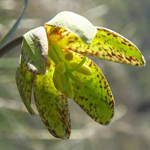 Fritillaria glauca