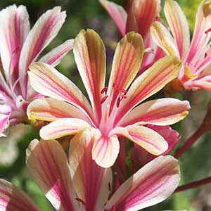 Lewisia cotyledon