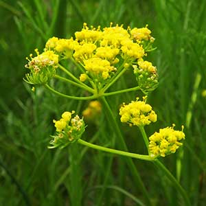 Lomatium bradshawii