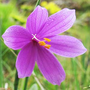 Olsynium douglasii (Satinflower)