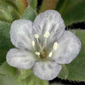 Phacelia verna