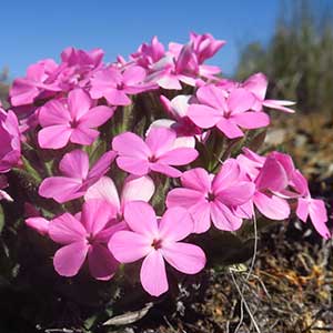 Phlox hirsuta