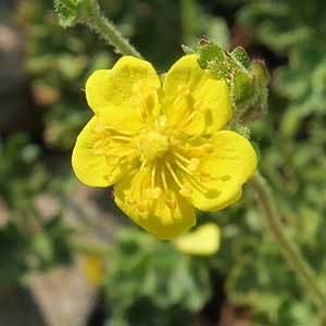 Potentilla brevifolia