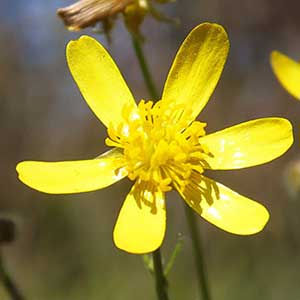 Ranunculus austro-oreganus
