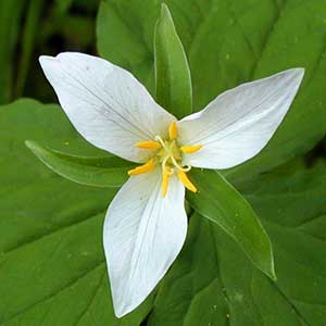 Trillium ovatum