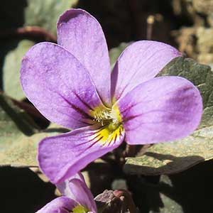 Viola flettii