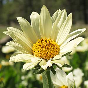 Wyethia x cusickii