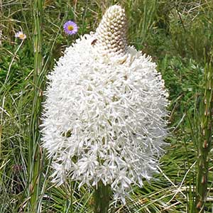 Xerophyllum tenax